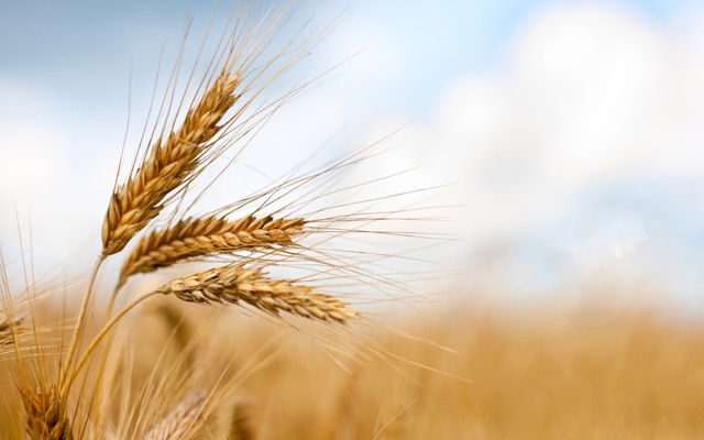 Aguia Resources’ phosphate fertiliser excels in wheat crop testing