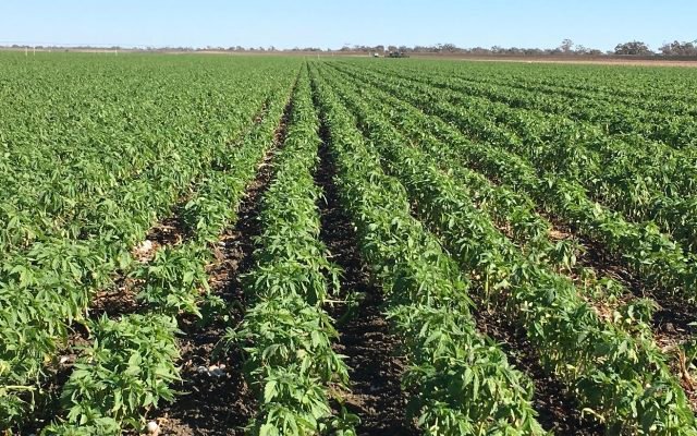 Alchemia completes shift from biotech courtesy of Australian Primary Hemp