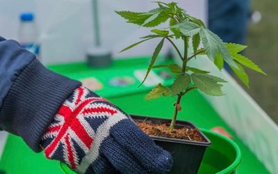 Althea expands its medicinal cannabis offering into the UK