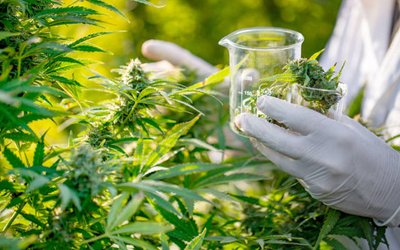 Althea receives green-light to cultivate hemp, teams up with Tissue Culture Australia
