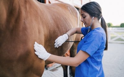 Anatara Lifesciences secures Zoetis catalyst for its novel Detach product