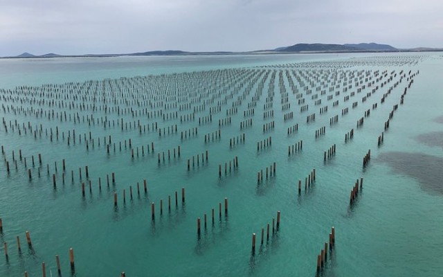 Angel Seafood achieves record half-year driven by domestic oyster demand