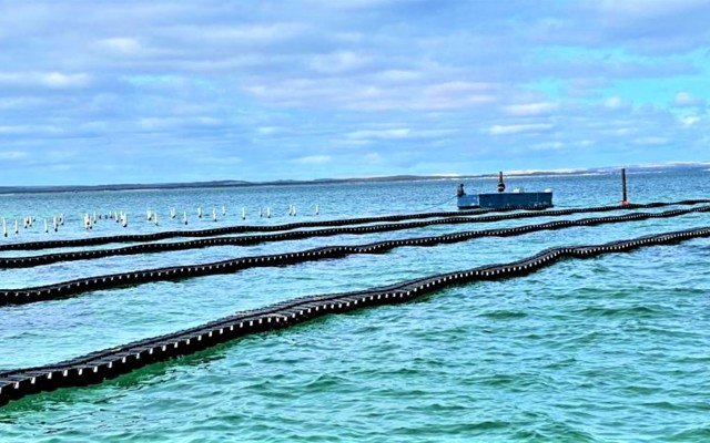 Angel Seafood’s oyster selling season starts off strong after record March quarter sales