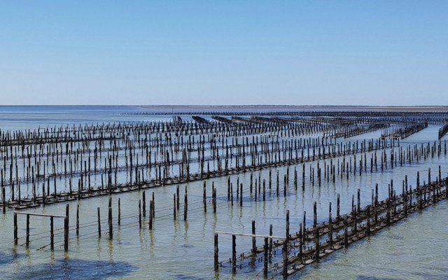 Angel Seafood scales up oyster production as retail demand grows