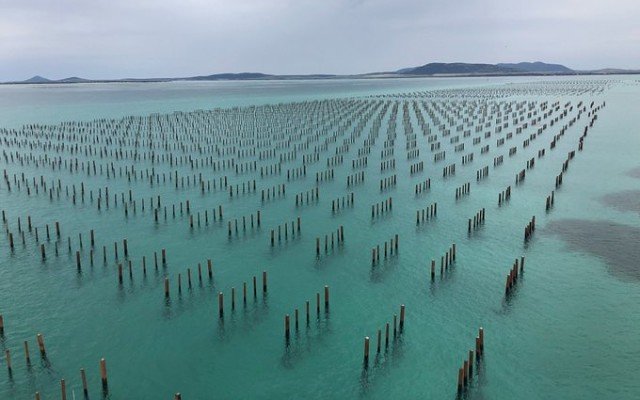 Angel Seafood produces strong quarterly results backed by three-pillar growth strategy