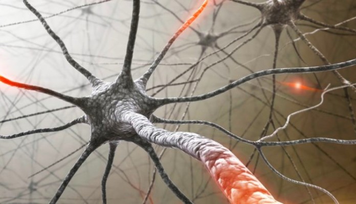 Antisense Therapeutics reports positive effects in multiple sclerosis study