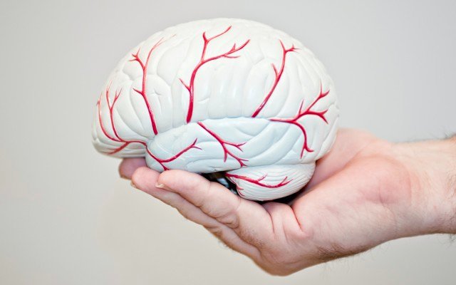 Argenica Therapeutics toxicology studies indicate key findings ahead of ARG-007 clinical trial