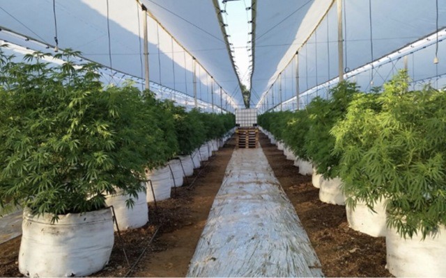 AusCann plants second cannabis crop in Chile