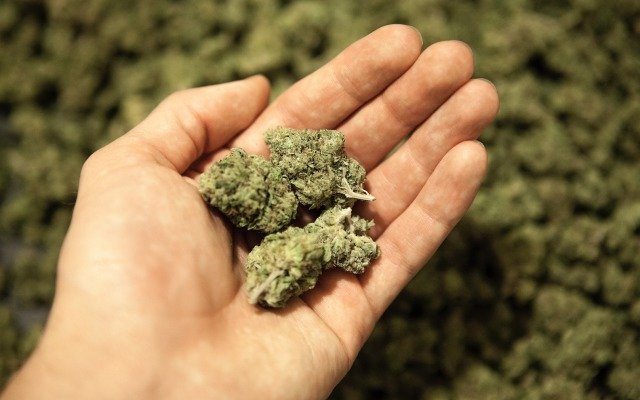 Australian Govt paves the way for medicinal cannabis exports – which ASX listed stocks stand to benefit?