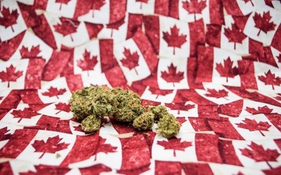 Australian pot stocks cultivating commercial progress in Canada