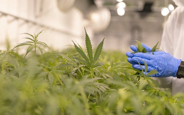 Avecho strikes medicinal cannabis supply agreement with Tasmanian Alkaloids