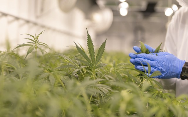 Avecho strikes medicinal cannabis supply agreement with Tasmanian Alkaloids