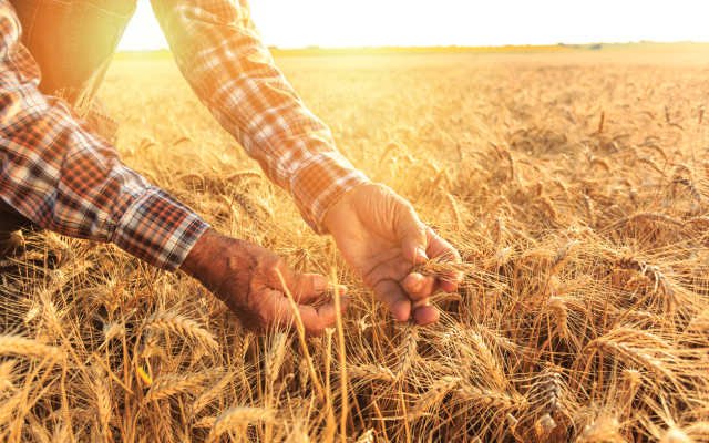 Bio-Gene and Qld Govt knock out grain pests with Flavocide combinations