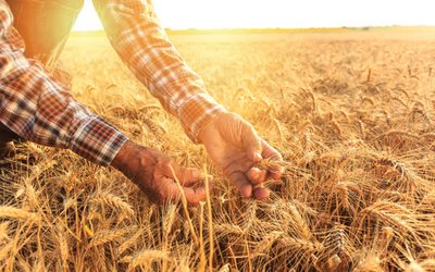 Bio-Gene and Qld Govt knock out grain pests with Flavocide combinations