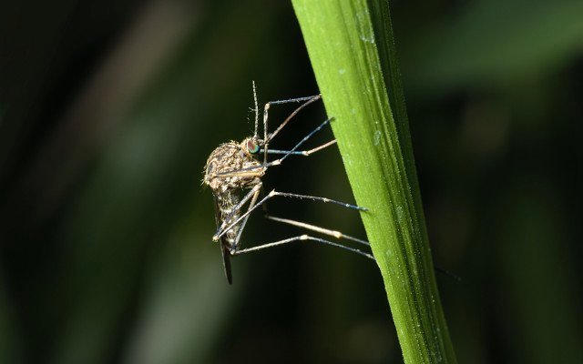 Bio-Gene signs public health control partnership with Clarke Mosquito Control