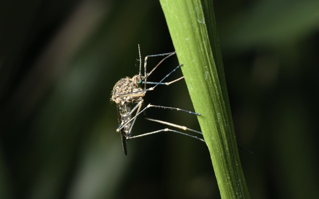 Bio-Gene signs public health control partnership with Clarke Mosquito Control