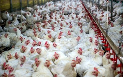 Bird flu hits Victoria impacting Farm Pride egg farms