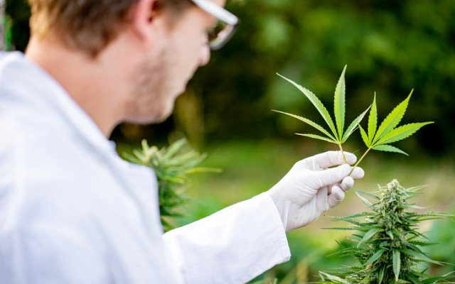 Bod Australia issues first MediCabilis scripts under Europe’s largest medicinal cannabis project