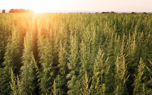 BPH Energy enters medical cannabis market via Patagonia Genetics