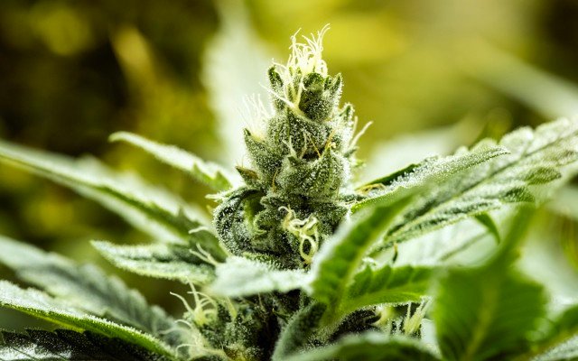 BPH Energy’s investee company Patagonia Genetics acquires rights to Carmagnola hemp strain