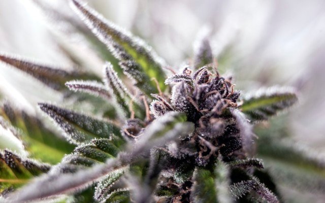 BPH Energy investee Patagonia Genetics expands its catalogue of cannabidiol and hemp strains