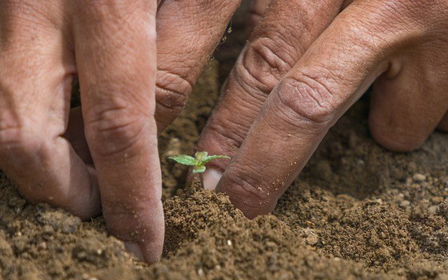 BPH Energy’s medical cannabis venture makes first purchase of fertiliser products