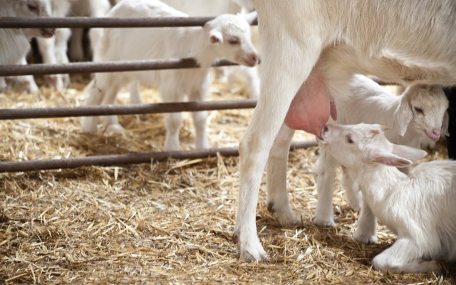 Bubs Australia boosts goat milk supply through new agreement with NZ dairy farmers