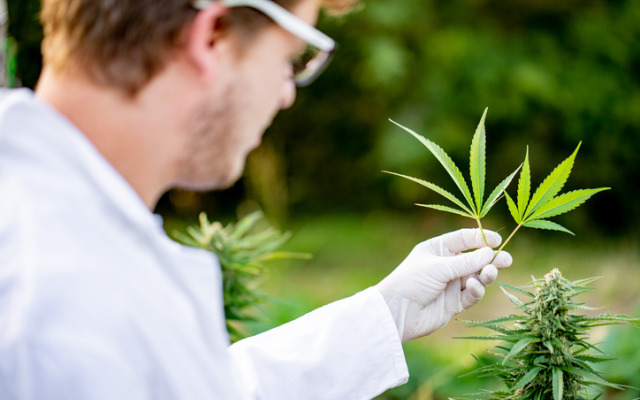 Cann Global shoulders into ‘huge’ emerging African medicinal cannabis market