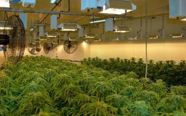 Cann Group grows medicinal cannabis cultivation capacity, locks-in offtake agreement