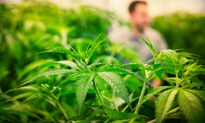 Cann Group completes first harvest of medicinal cannabis
