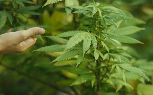 Cann Group picks up manufacturing licences for existing facilities