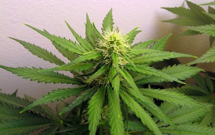 First cannabis crop harvested at MMJ’s Duncan Facility