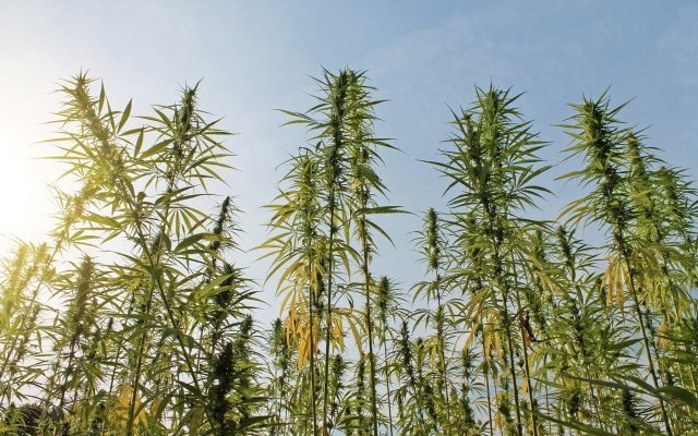 Cannabis stocks fly high, a little too high?