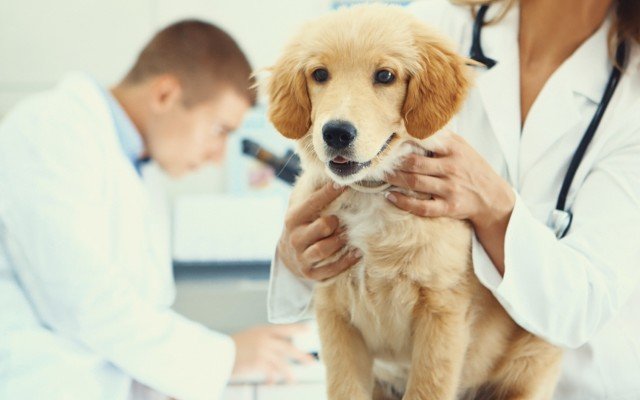 CannPal Animal Therapeutics to conduct veterinary research alongside the University of Melbourne