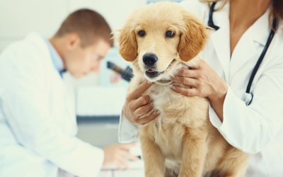 CannPal Animal Therapeutics to conduct veterinary research alongside the University of Melbourne