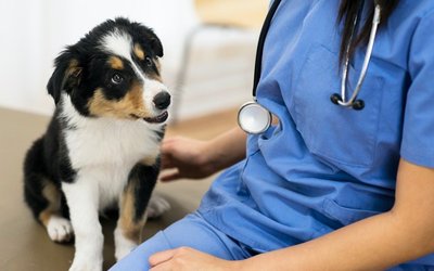 CannPal closer to commercialisation of DermaCann after it reduces canine dermatitis in study