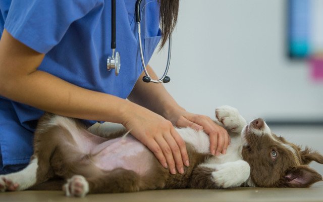CannPal and CSIRO to advance cannabinoid medicines for pets
