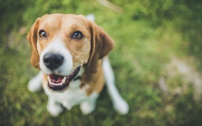 Debutant ‘pot stock’ CannPal gains NSW Govt approval for cannabis-based trials in dogs
