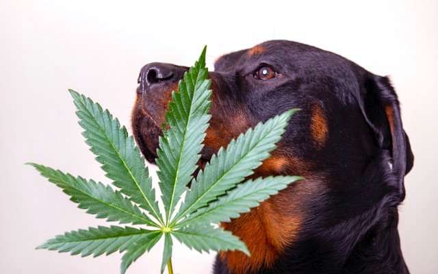 CannPal secures commercial rights to CSIRO’s MicroMAX technology