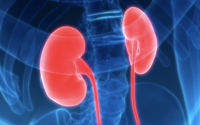 Cellmid’s anti-midkine study holds promise for chronic kidney disease patients