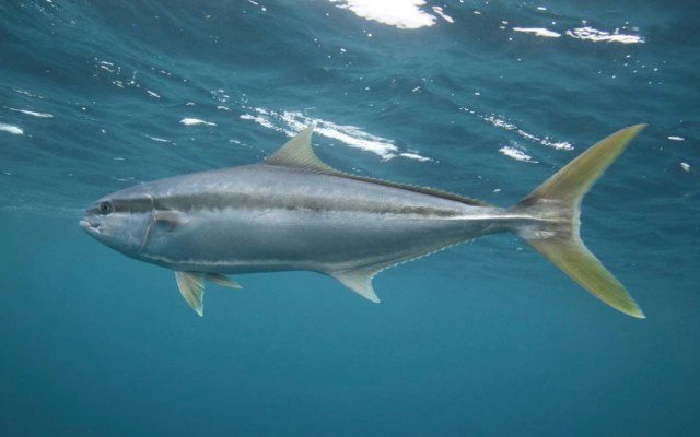 Clean Seas Seafood on upward trajectory with higher FY19 sales revenue