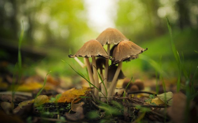 Creso Pharma makes transformational deal to acquire Canadian psychedelics company Halucenex