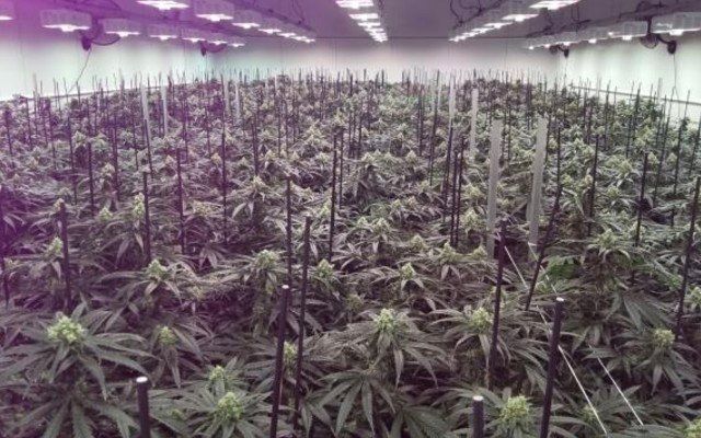 Creso Pharma expands into Canada’s largest recreational cannabis market amid softening regulatory environment