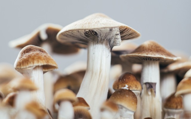 Creso Pharma’s Canadian subsidiary Halucenex embarks on US market entry strategy