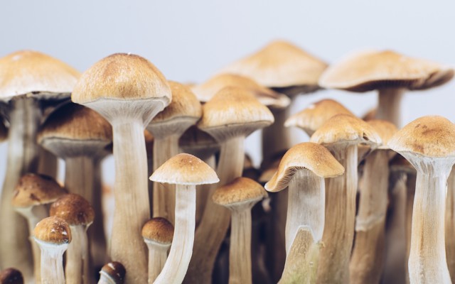 Creso Pharma’s Halucenex almost doubles synthetic psilocybin supply