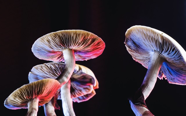 Creso Pharma and Halucenex expedite US market entry following proposed law to decriminalise psychedelic drugs