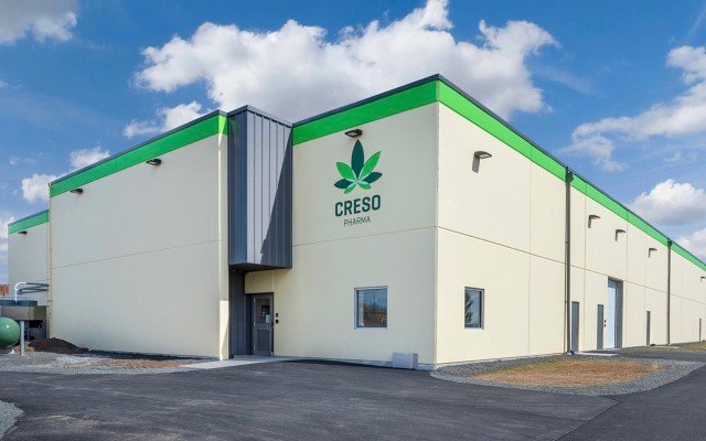 Creso Pharma finalises development of hemp-based feedstock to reduce tail biting in pig herds