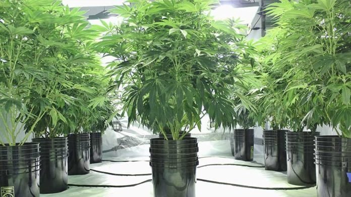 Creso Pharma imports Australia’s first medicinal cannabis shipment