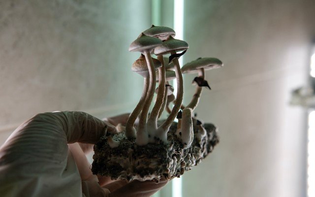 Creso Pharma eyes OTCQB dual listing, acquisition target Halucenex secures more psilocybin to underpin PTSD trial