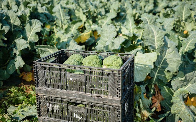 Crop trial by American Pacific Borates shows boron-boosted sulphate of potash fertiliser can improve growth and yield